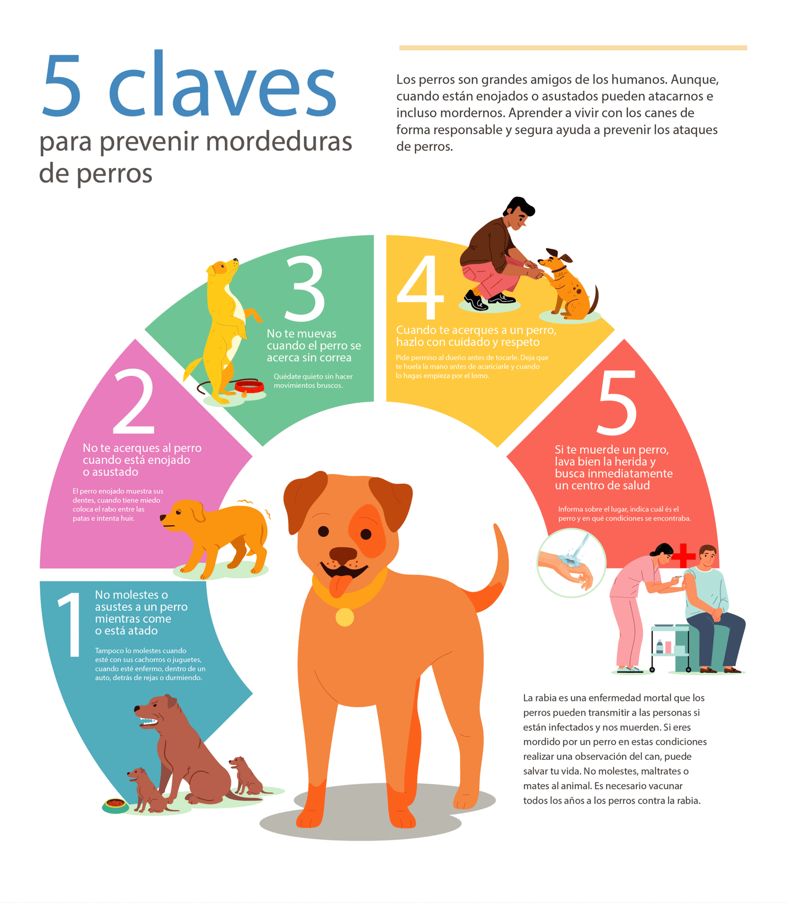 Infografía: 5 claves para prevenir mordeduras de perros. Consejos para interactuar seguro y qué hacer si te muerden.