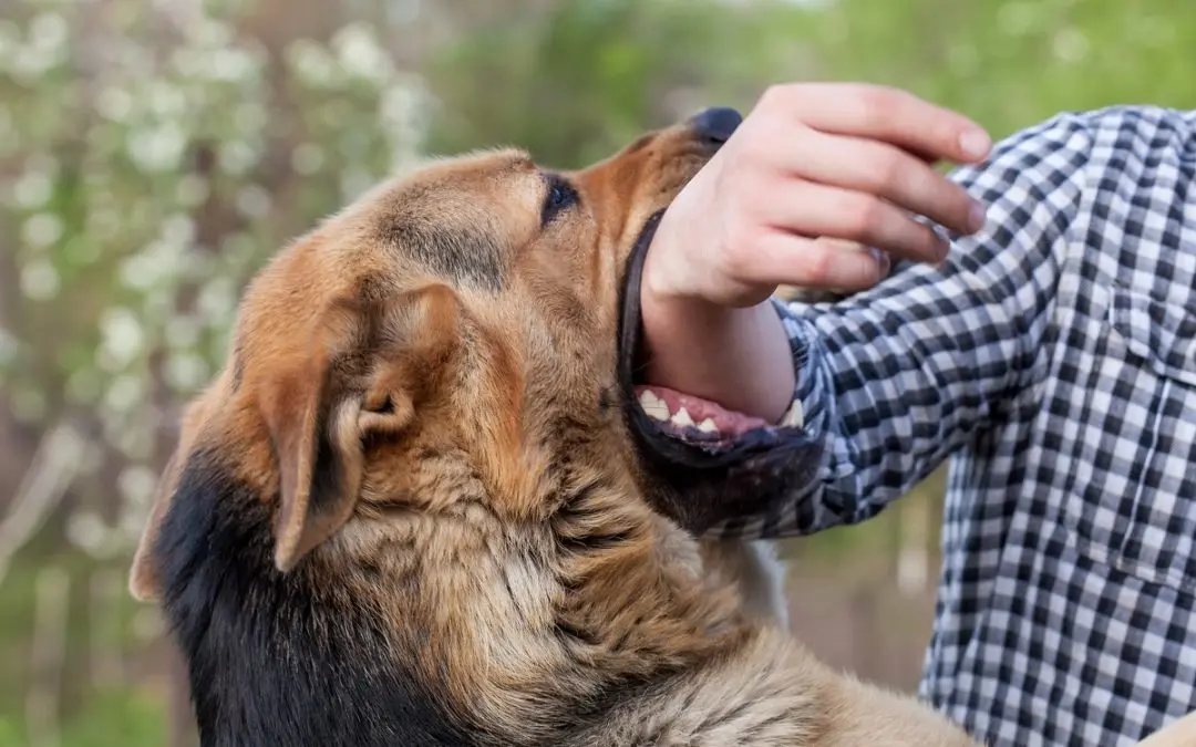 ¿Cómo saber si una mordedura de perro podría tener rabia?​