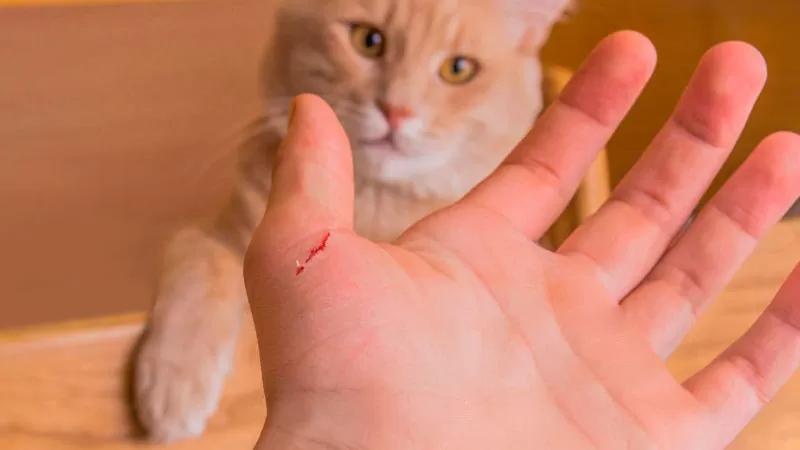Mano con herida superficial por arañazo de gato, ejemplo de curación avanzada de heridas en SkinMedical