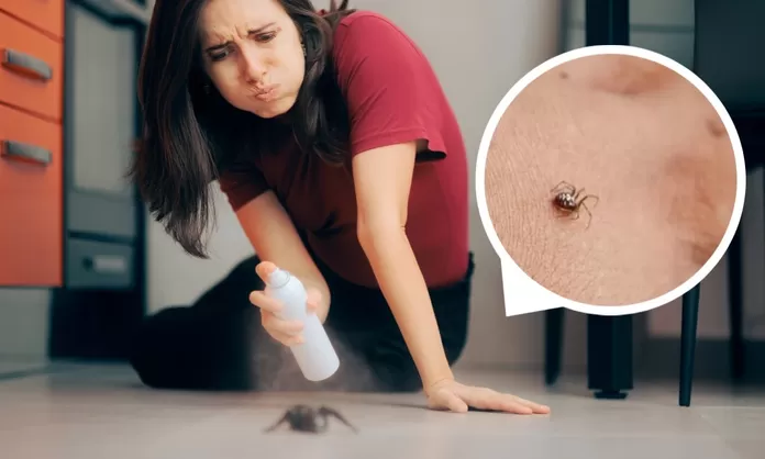 mordedura de araña