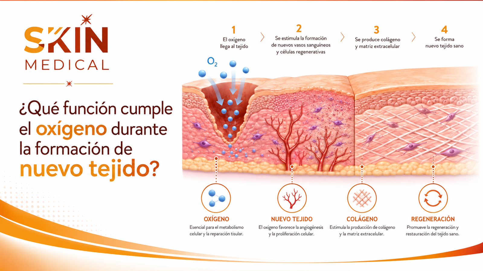 ¿Qué función cumple el oxígeno durante la formación de nuevo tejido?